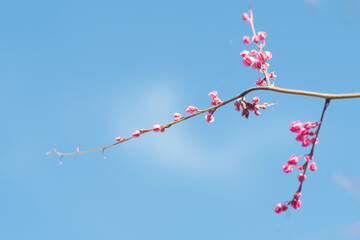 Beautiful Bright Pink flower Cherry Blossoms Against Blue Sky in Spring.
