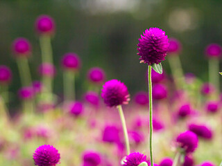 Fototapeta premium vintage background little flowers, nature beautiful, toning design spring nature, sun plants .purple flower