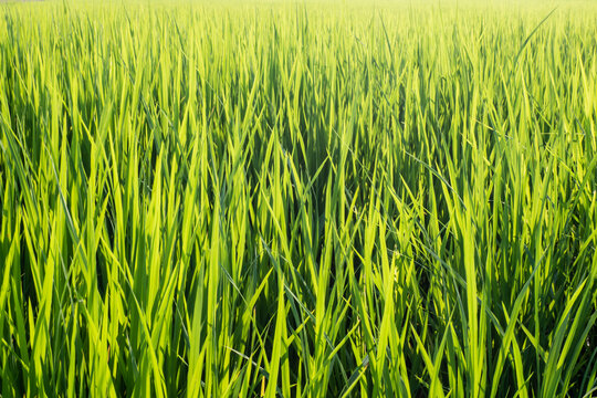 rice green  field close-up nature background