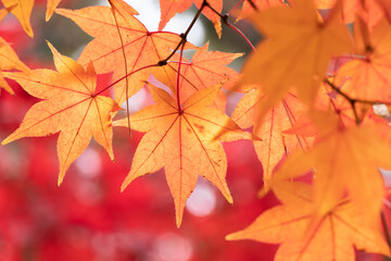 赤く紅葉したモミジを背景にオレンジに染まったカエデの葉