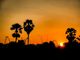 Beautiful Orange Sunset nature amazing landscape with palm trees silhouette background Beautiful Orange Sunset landscape with palm trees silhouette