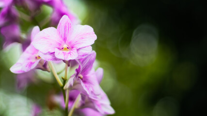 Fototapeta na wymiar Purple Orchid flower on green blur bokeh background. Tropical natural concept