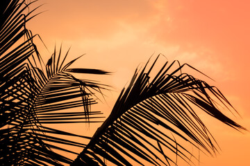 Palms coconut leaves and sun, tropical sunset background