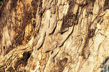 Tree bark. Wood moss. . Macro nature age background