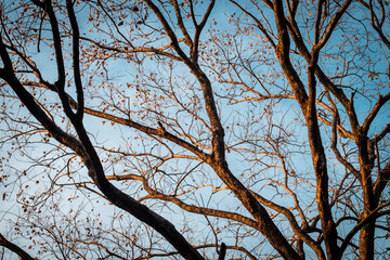 Tree Branch on blue Winter Sky.