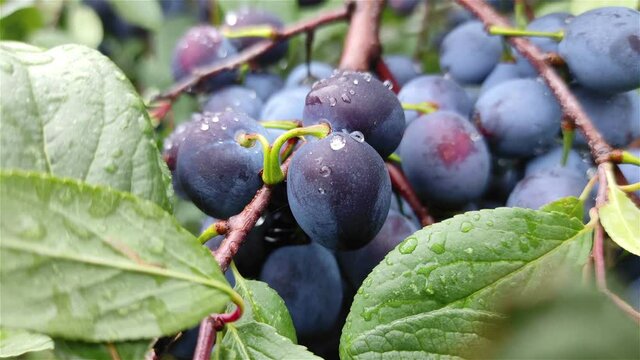 purple plums on branch with dew drops growing tree  close up panning shot