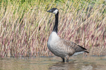 Canada Goose (Branta canadensis) standing  in shallow water in front of the reeds