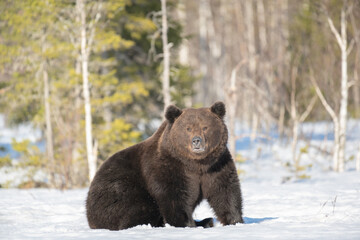 Obraz na płótnie Canvas Big male brown bear sitting in the snow in winter forest in Finland near Russian border