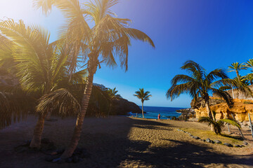 Obraz na płótnie Canvas Palm Trees - Perfect palm trees against a beautiful blue sky and the ocean, tenerife
