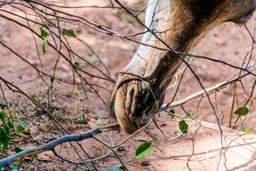 Close-up shot of a giraffe with its mouth open eating leaves on a branch. © Palakorn Jaiman