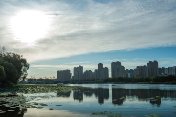 Obraz premium Waterfront city skyline over lotus Pond under blue sky and white clouds