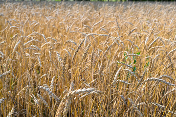 Golden wheat field in the hot summer sunny day. Field of ripening rye in a summer day. Rye ears.