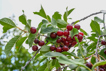 Cherry orchard with cherries growing on cherry tree.