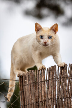 A cat looks at the camera walking along a fence