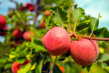 Obraz premium red apples on branch. Autumn harvest, Orchard