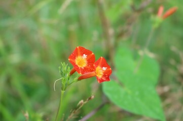 秋の河川敷に咲く　つる性の赤い花　マルバルコウ