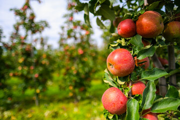 red apples on branch. Autumn harvest, Orchard