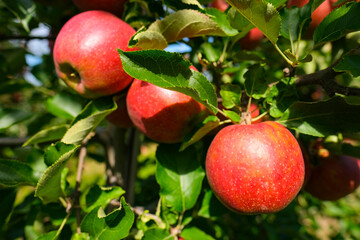 red apples on branch. Autumn harvest, Orchard