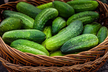 fresh green cucumbers lying in a natural wicker basket