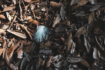 background of dried leaves