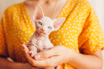 Woman holding Canadian sphynx in hands. Cat with blue eyes looking at camera. Hairless pet