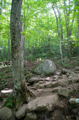 Trees and Rocks and Forest