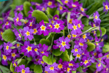 Obraz premium beautiful primroses growing in the garden in the spring sunshine
