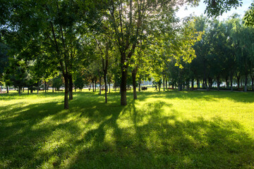 The sun shines on the trees and lawns of the city park