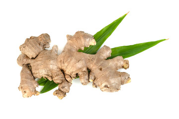 fresh ginger root and leaves isolated on white background