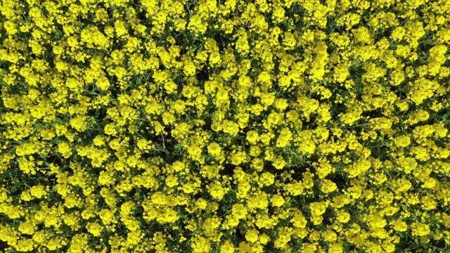 Flying up over beautiful flowering yellow rape field, 4k
