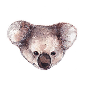 Watercolor painting of the head of a koala
