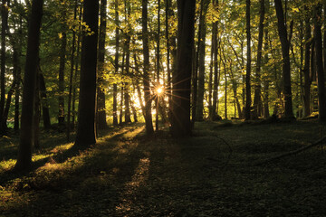 Sonnenuntergang im Wald in Oberfranken im September, früher Herbst
