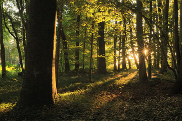 Sonnenuntergang im Wald in Oberfranken im September, früher Herbst