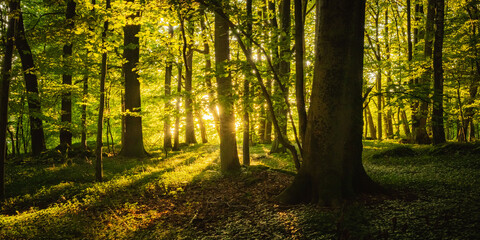 Sonnenuntergang im Wald in Oberfranken im September, früher Herbst