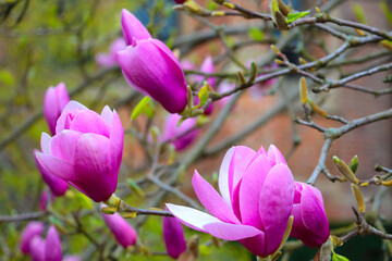 Close-up of the blooming magnolia in the park in the spring.