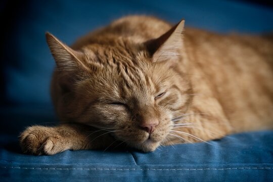 Close-up of ginger cat sleepng on sofa. Horizontal image with selective focus.