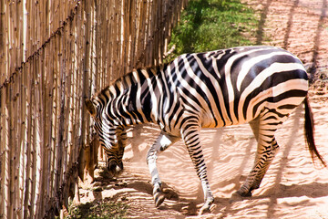 Close-up of a zebra looking out of a large bamboo fence.