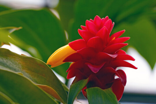 View of the blooming tropical pineapple in the warm season.