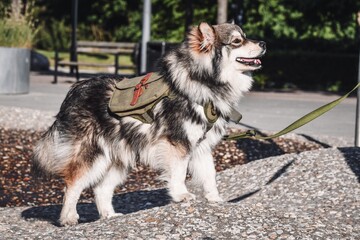 Portrait of a purebred Finnish Lapphund dog