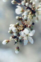 Blüten | Frühling