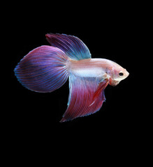 A betta fish is a small, freshwater fish that is brightly colored
has long fins and sometimes called a Siamese fighting fish.
This is one of kind betta fish called Unicorn Veil Tail Betta Fish.
