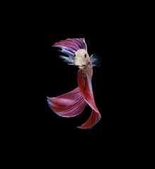 A betta fish is a small, freshwater fish that is brightly colored
has long fins and sometimes called a Siamese fighting fish.
This is one of kind betta fish called Unicorn Veil Tail Betta Fish.