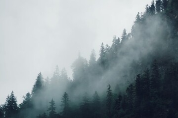Tannen im  Nebel | Wald