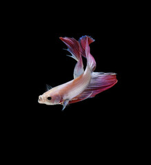 A betta fish is a small, freshwater fish that is brightly colored
has long fins and sometimes called a Siamese fighting fish.
This is one of kind betta fish called Unicorn Veil Tail Betta Fish.