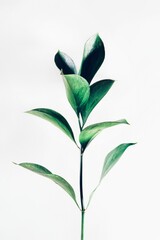 Grüne Blätter | Kunst | Poster