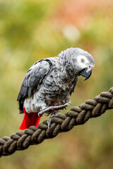 Parrot walking on the rope