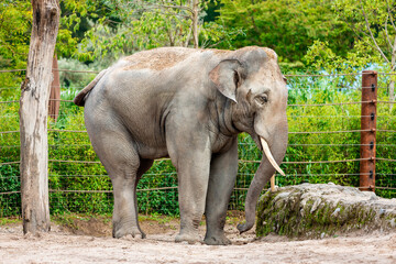 Big elephant in Zurich Zoo