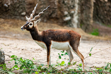 Deer with big horn standing