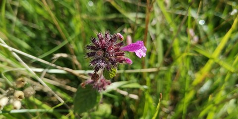 bee on a flower