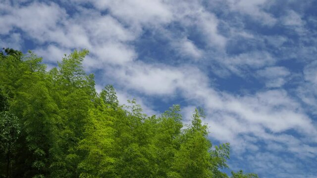風に揺れる竹の笹と青空の風景